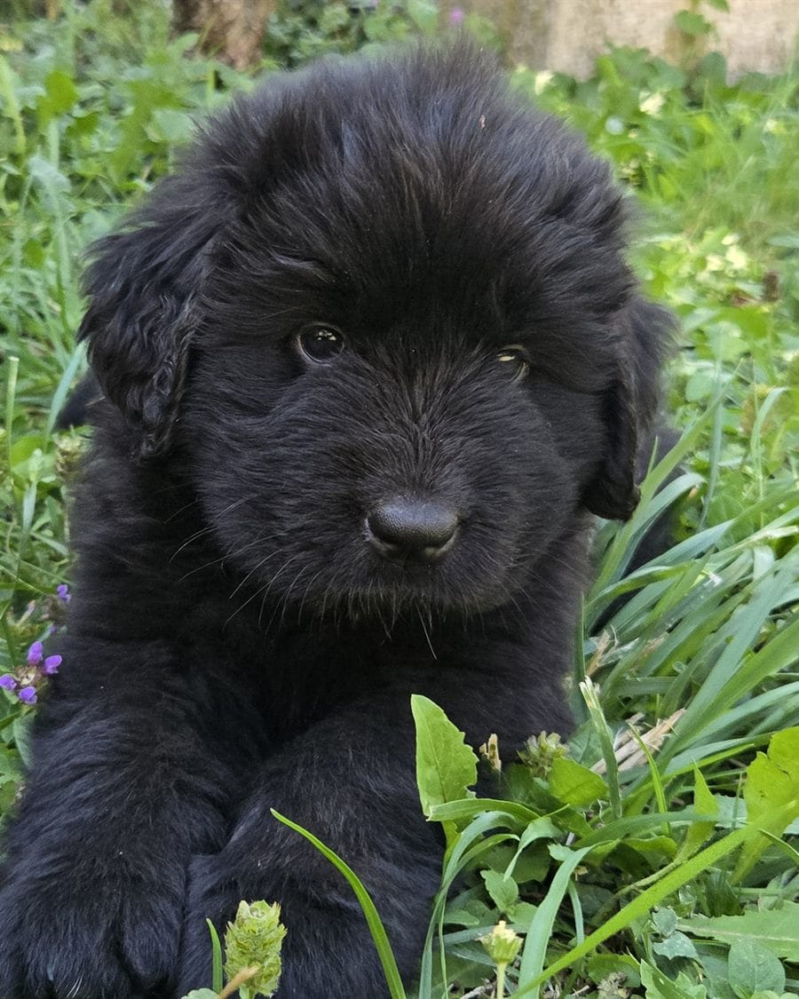 Chiot Terre-Neuve noir dans l'herbe à l'élevage La Casa de Chula