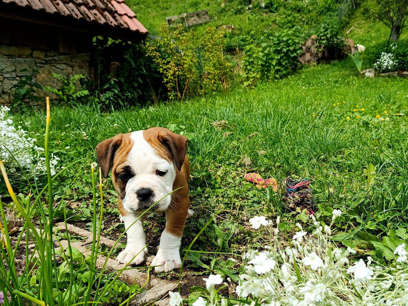 Chiot dans le jardin de l'élevage, entre montagnes et forêts