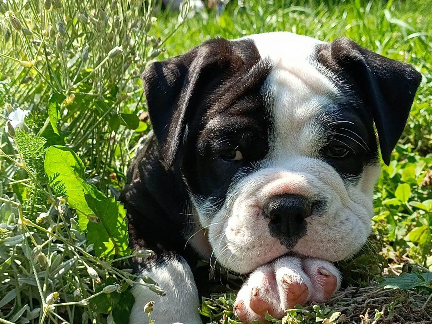 Chiot Bulldog Continental à l'élevage La Casa de Chula