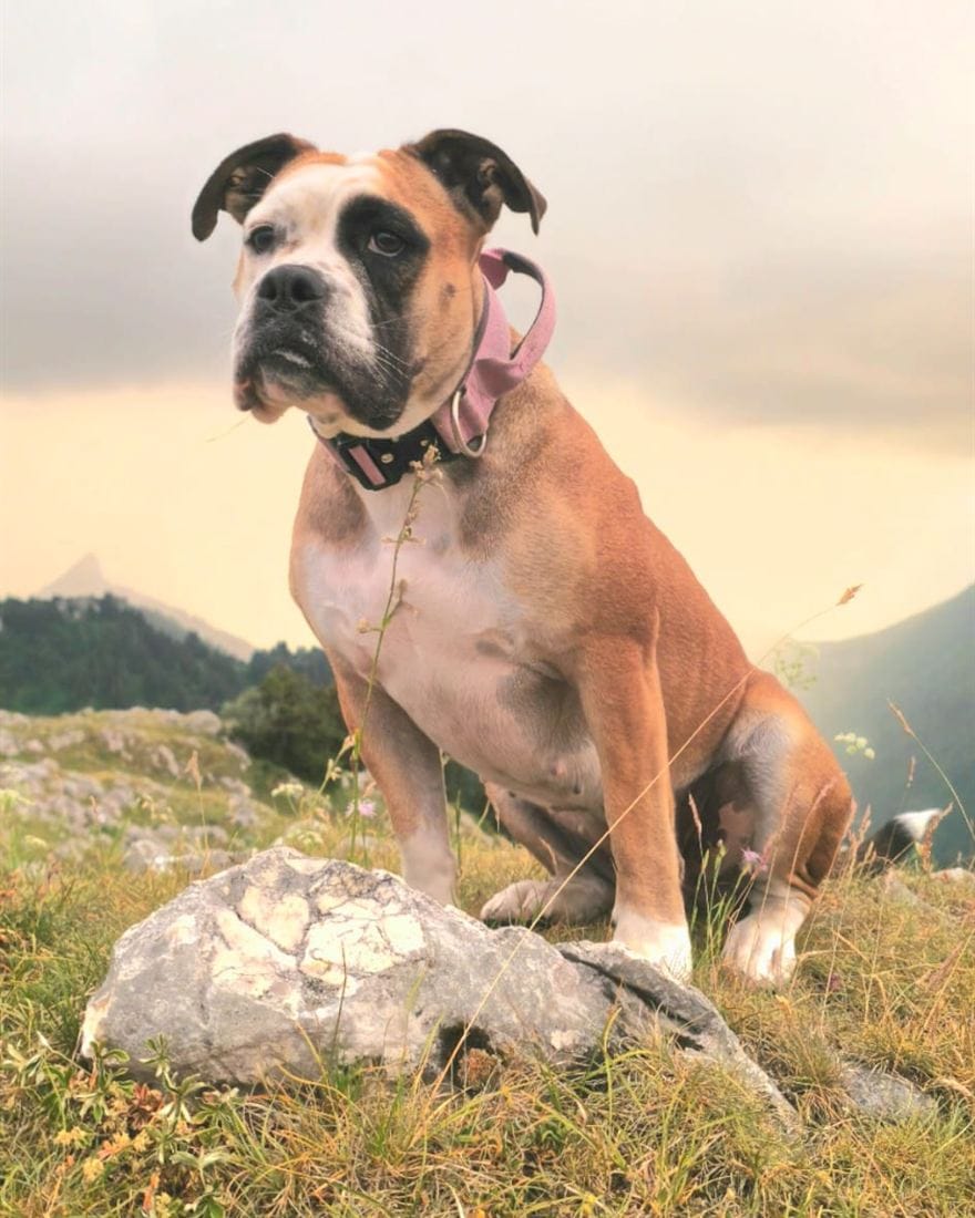 Bulldog Continental de l'élevage La Casa de Chula, en montagne au coucher du soleil