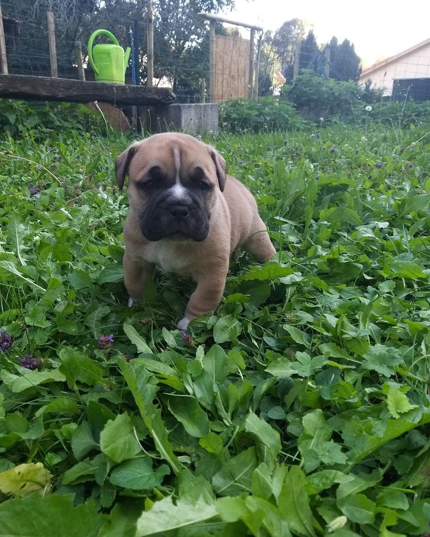 Chiot Bulldog Continental dans le jardin de l'élevage La Casa de Chula