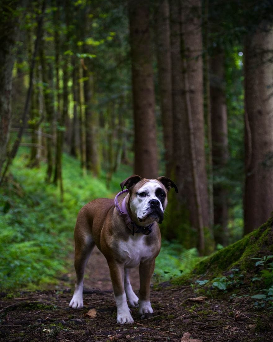 Bulldog Continental dans la forêt, près de l'élevage La Casa de Chula