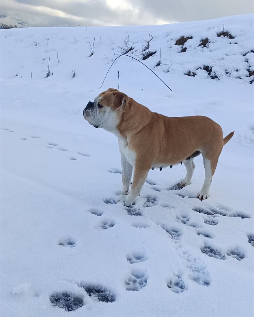 Femelle Bulldog Continental de l'élevage La Casa de Chula, dans la neige