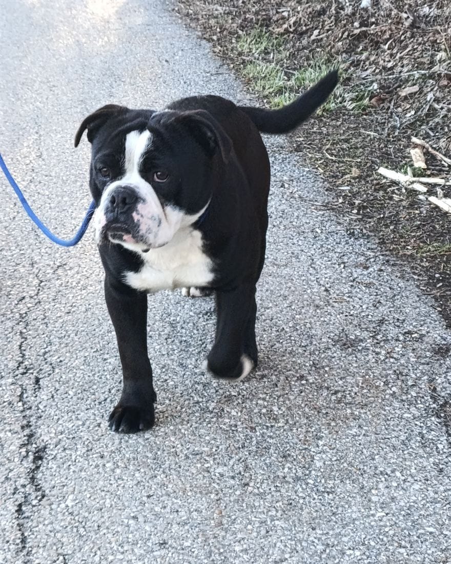 Mâle Bulldog Continental de l'élevage La Casa de Chula