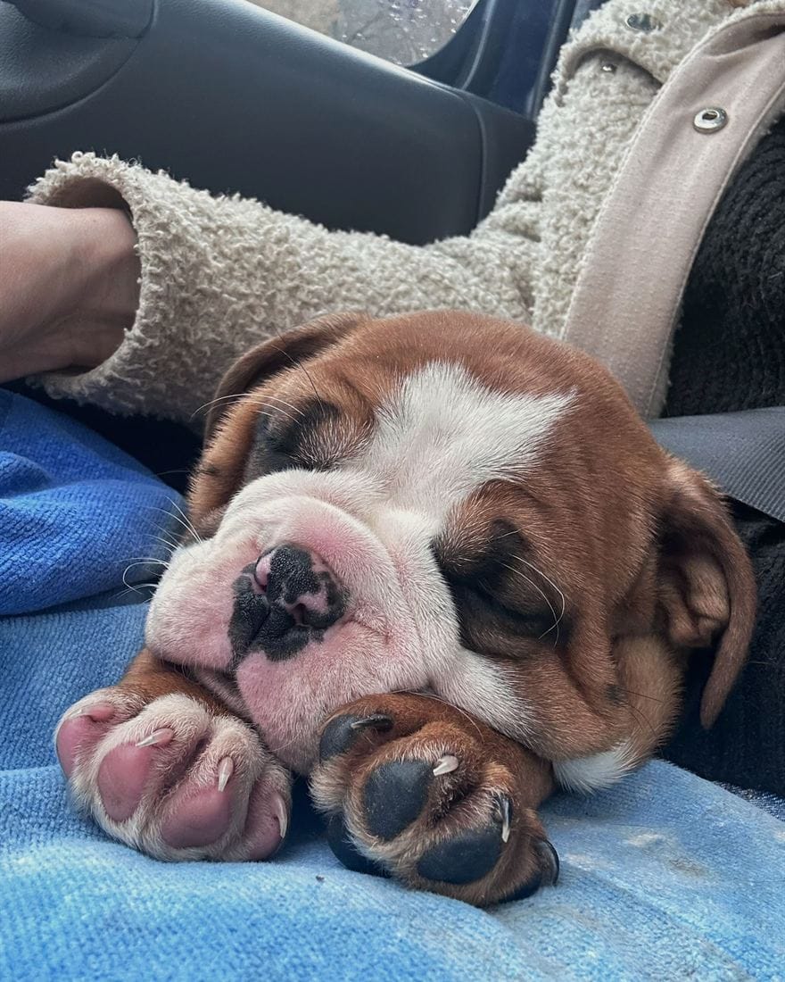 Chien adulte de l'élevage La Casa de Chula, endormi bien au chaud